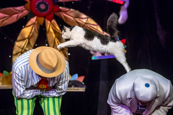 &Tcy;&iecy;&acy;&tcy;&rcy; &kcy;&ocy;&shcy;&iecy;&kcy; &Kcy;&ucy;&kcy;&lcy;&acy;&chcy;&iecy;&vcy;&acy; &gcy;&period;&Zcy;&lcy;&acy;&tcy;&ocy;&ucy;&scy;&tcy;